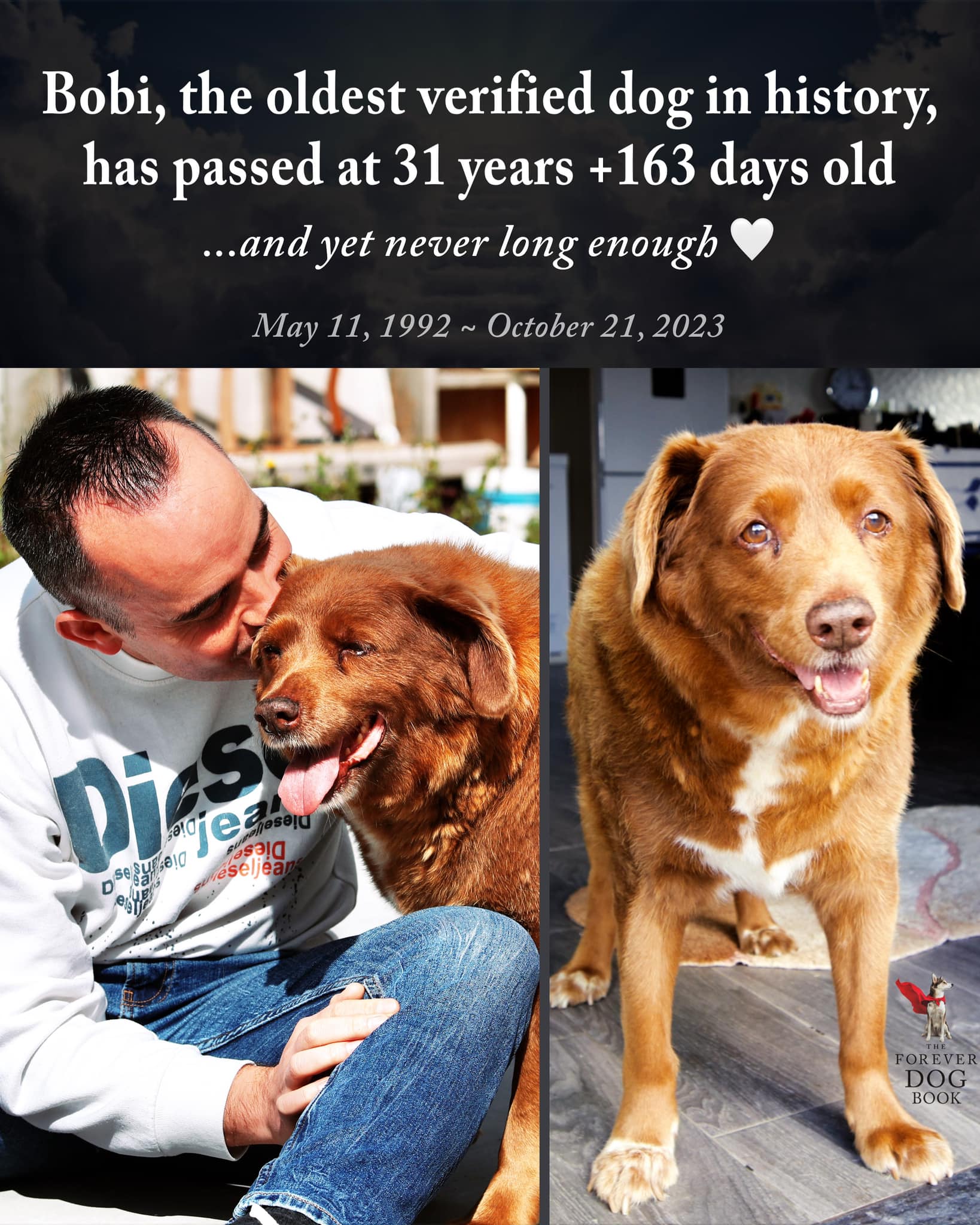 В Португалии скончался самый старый пес планеты: по меркам людей собаке было 240 лет