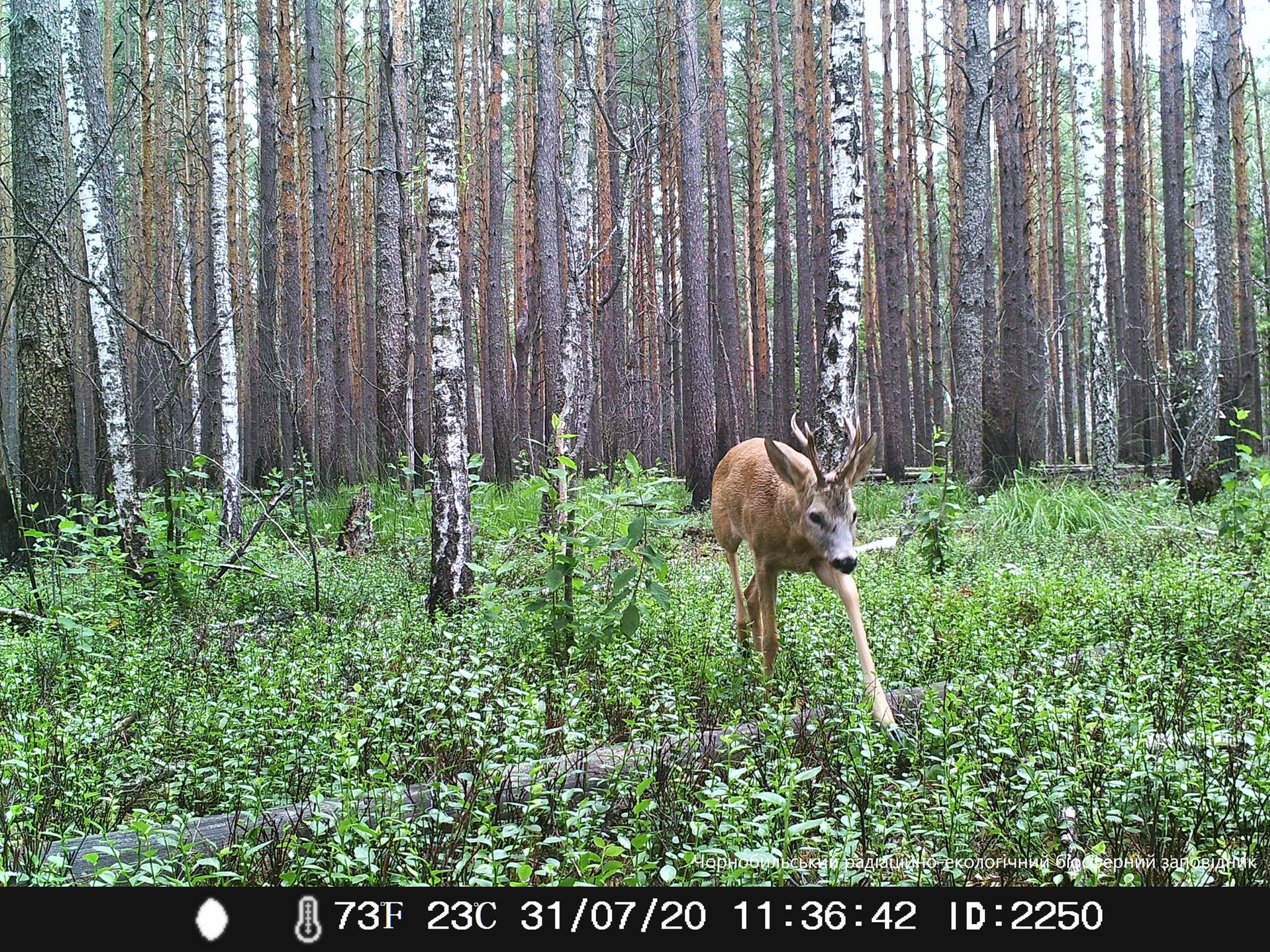 На Южном Урале грибники подобрали детенышей косули в лесу
