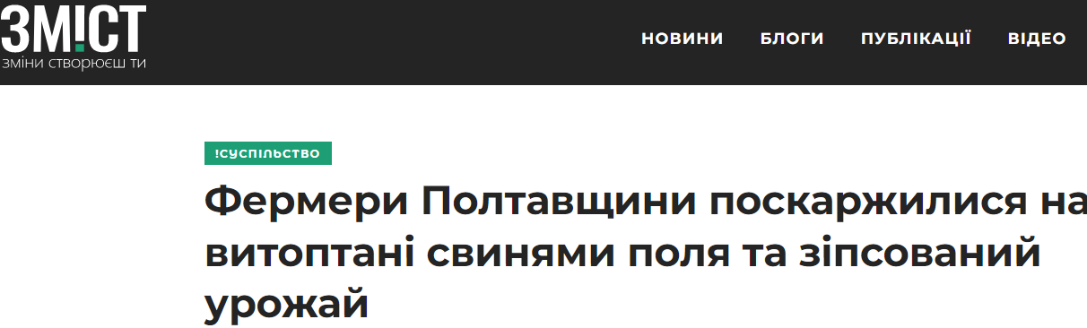 В Полтавской области свиньи вытаптывают урожай